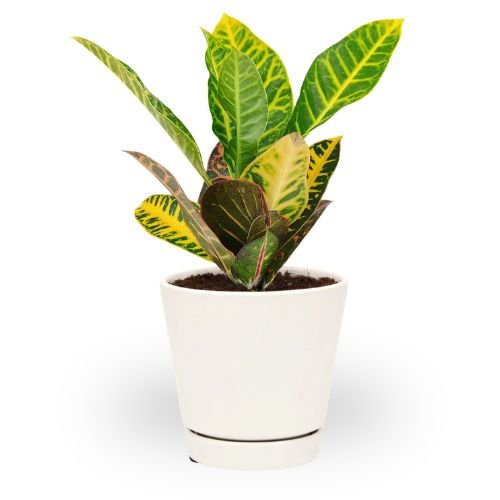 Croton Petra