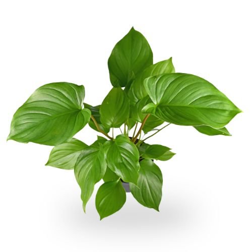 Homalomena