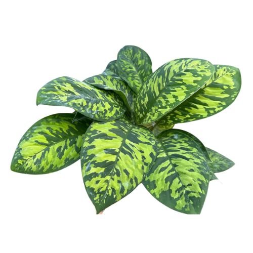 Homalomena