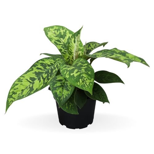 Homalomena Camouflage - Image 2