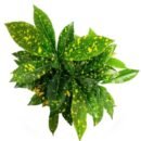 Lemon Croton