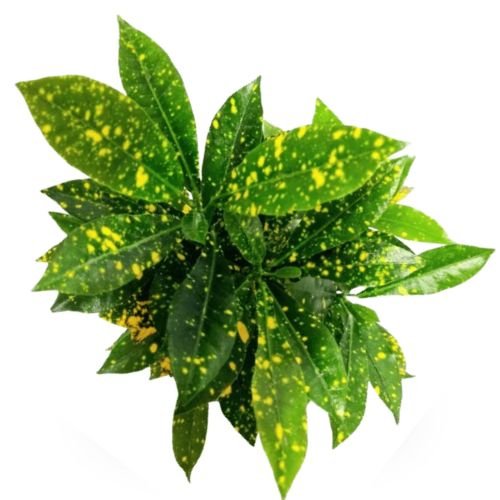 Lemon Croton