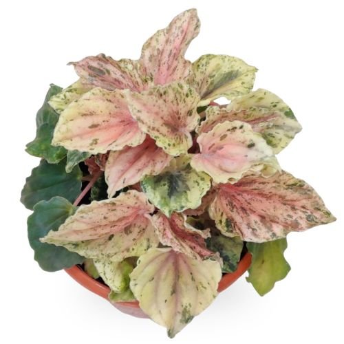 Peperomia Buenos Aires