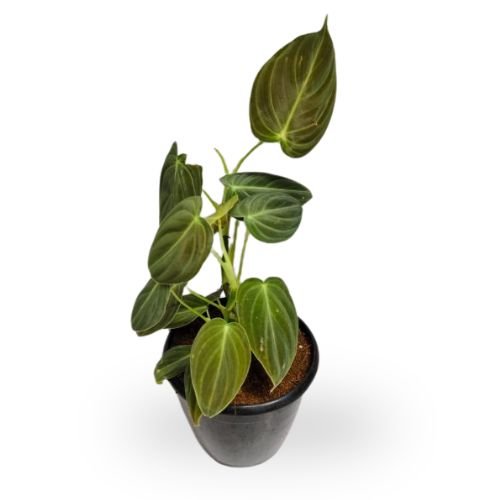 Philodendron Melanochrysum - Image 4