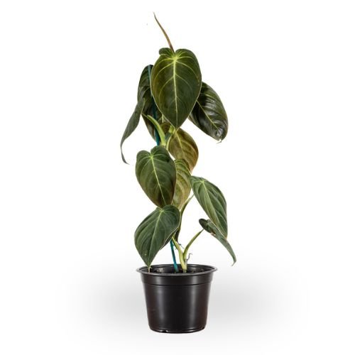 Philodendron Melanochrysum - Image 3