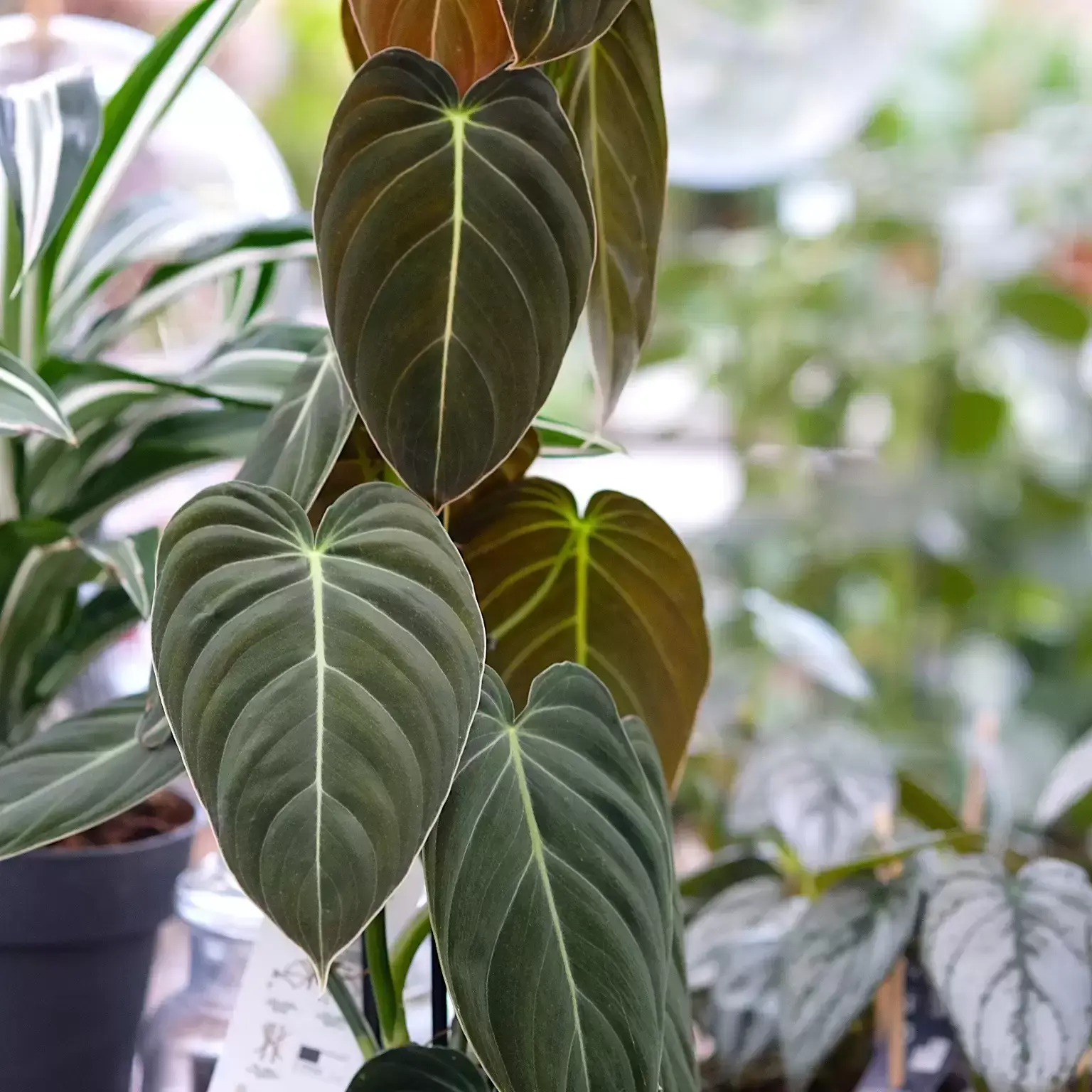 Philodendron Melanochrysum - Image 5