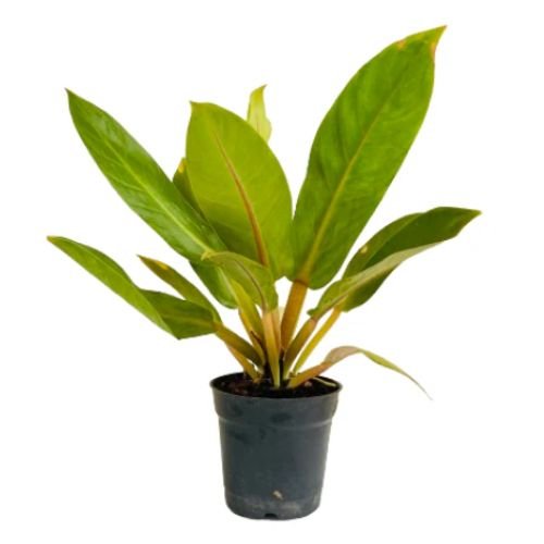 Philodendron Melinonii Orange - Image 2