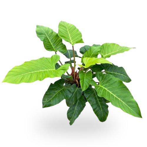 Philodendron Orange Melinonii