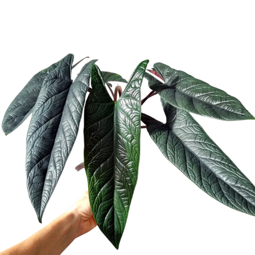 Alocasia Scalprum