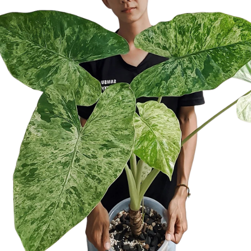 Alocasia Odora Batik – Variegated - Image 3
