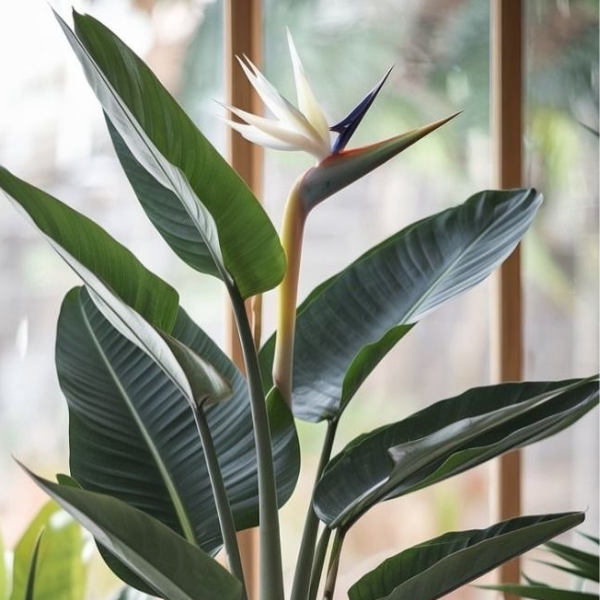 White Bird of Paradise – Strelitzia Nicolai - Image 3