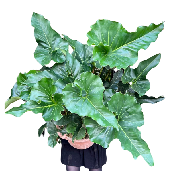 Anthurium brownii