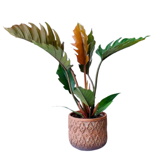 philodendron-caramel-pluto