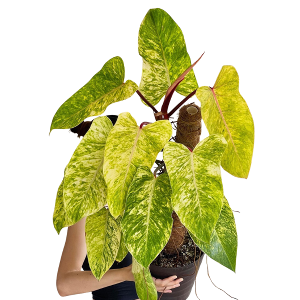 philodendron-painted-lady