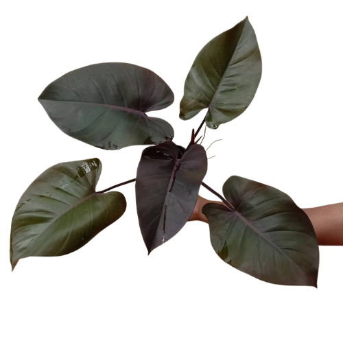 Philodendron Royal Queen