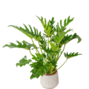 Philodendron Showboat