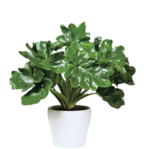 Philodendron Bipinnatifidum 'Super Atom' | Premium Indoor Foliage Plant