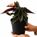 Angel Wing Begonia 'Pink'| Premium Flowering Indoor Plant