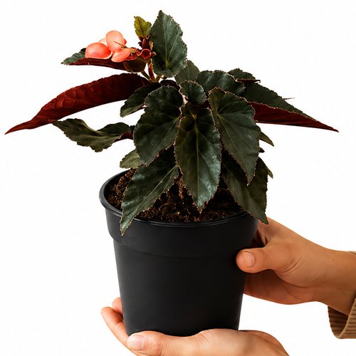 Angel Wing Begonia 'Pink'| Premium Flowering Indoor Plant