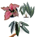 Exotic Alocasia & Caladium Combo of 3-Alocasia Scalprum, Alocasia Amazonica & Caladium ‘Red Flash’ Hybrid  Sapling Netpot
