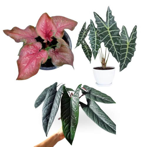 Exotic Alocasia & Caladium Combo of 3-Alocasia Scalprum, Alocasia Amazonica & Caladium ‘Red Flash’ Hybrid Sapling Netpot