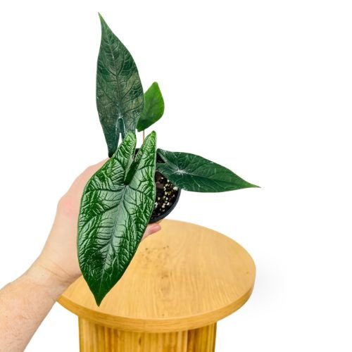 Exotic Alocasia & Caladium Combo of 3-Alocasia Scalprum, Alocasia Amazonica & Caladium ‘Red Flash’ Hybrid Sapling Netpot - Image 2