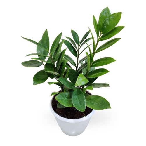 ZZ Plant (Zamioculcas zamiifolia) | Premium Indoor Foliage Plant