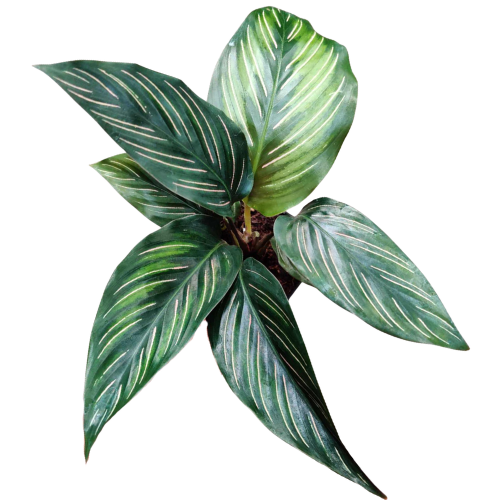 Calathea 'Beauty Star' | Elegant Indoor Prayer Plant
