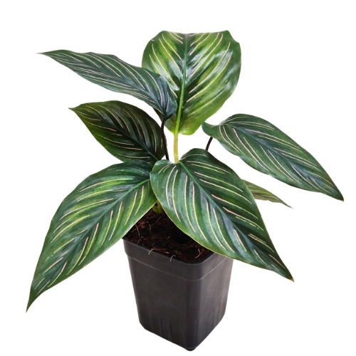 Calathea 'Beauty Star' | Elegant Indoor Prayer Plant - Image 2