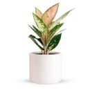 Aglaonema 'O' Rose Cochin