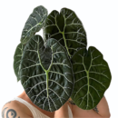 Alocasia Watsoniana – Rare Silver Vein Plant