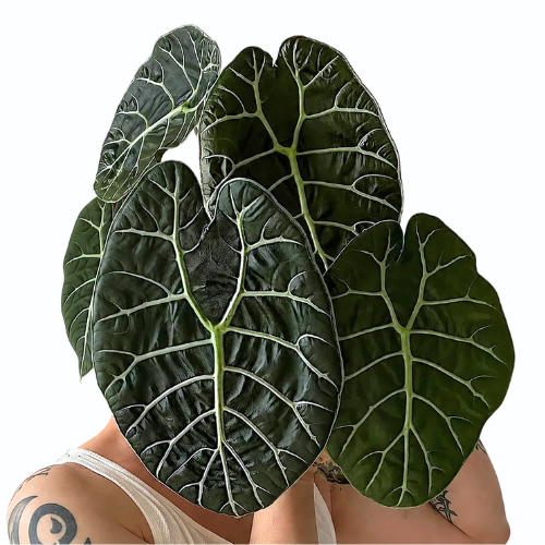 Alocasia Watsoniana – Rare Silver Vein Plant