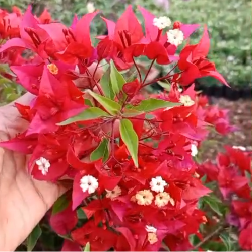 Bougainvillea Hybrid Red Plant