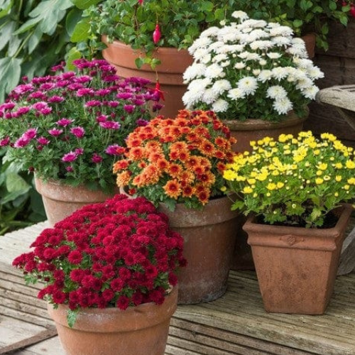 3 Assorted Chrysanthemums (Shevanti) – Colorful Flowering Plant