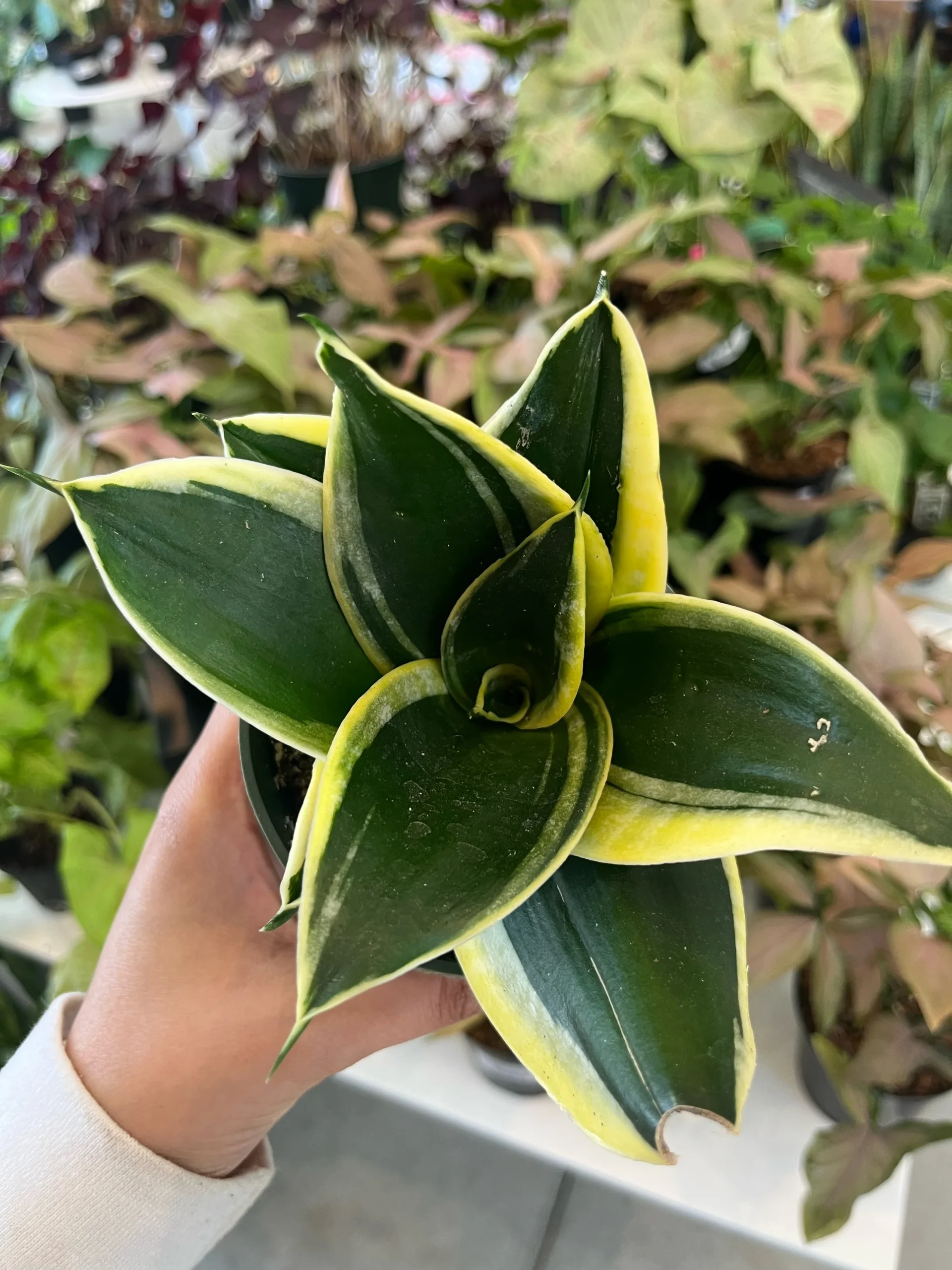 Sansevieria Hahnii Lotus - Image 2