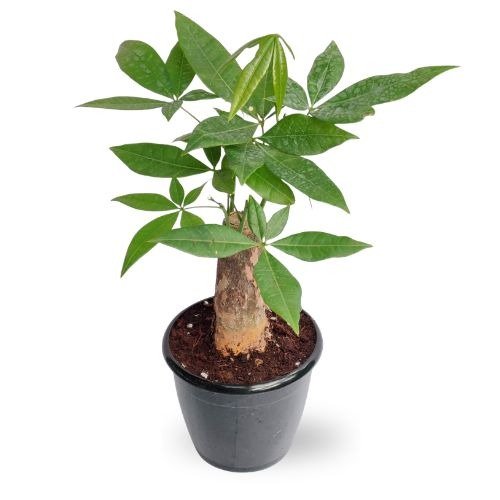Pachira Money Plant (Money Tree) – Symbol of Prosperity & Good Luck