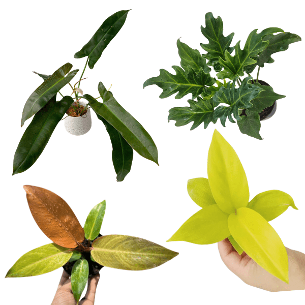 Philodendron combo of 4 – Sunred, Ceylon Gold, Xanadu Green & Atabapoense