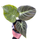 Philodendron Luxurians × Choco – Rare Hybrid Plant