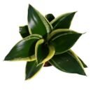 Sansevieria Hahnii Lotus