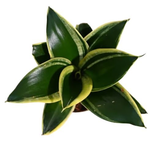 Sansevieria Hahnii Lotus
