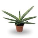 Sansevieria Cylindrica ‘Boncel’- Cylindrical Snake Plant