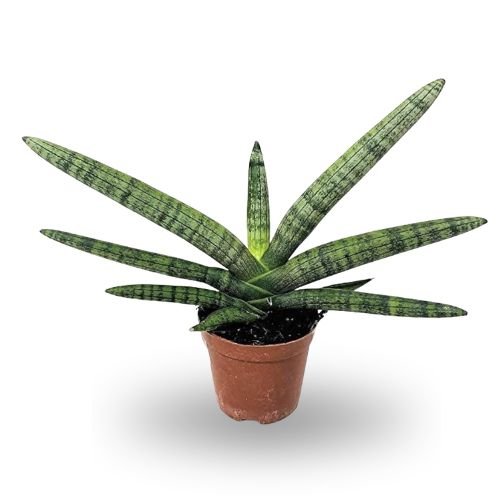 Sansevieria Cylindrica ‘Boncel’- Cylindrical Snake Plant