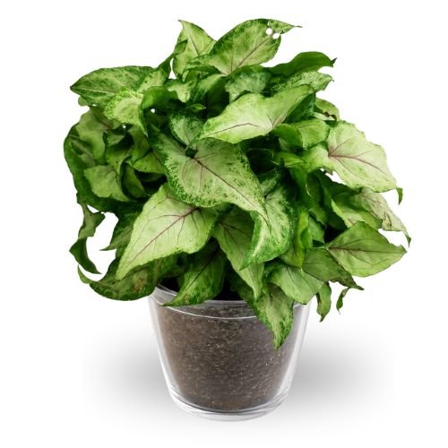 Syngonium 'Bright Allusion' | Premium Indoor Foliage Plant