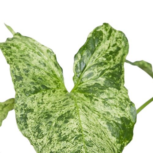 Syngonium Mottled ‘Mojito’ – The Rare Speckled Beauty - Image 2