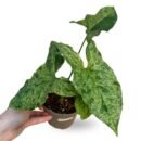 Syngonium Mottled ‘Mojito’ – The Rare Speckled Beauty