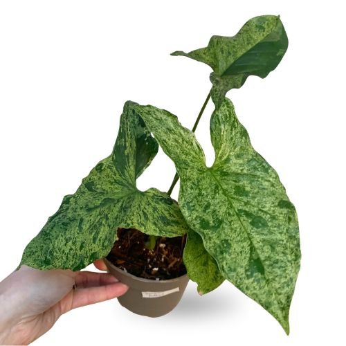 Syngonium Mottled ‘Mojito’ – The Rare Speckled Beauty