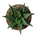 Haworthia 'Fairy Washboard' | Rare Textured Indoor Succulent