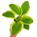 Hosta Queen Josephine | Elegant Variegated Shade Garden Plant