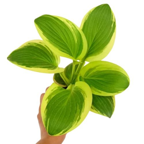 Hosta Queen Josephine | Elegant Variegated Shade Garden Plant