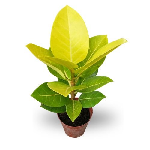 Rubber "Golden" (Ficus elastica) | Rare Variegated Indoor Plant